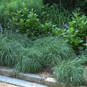 Carex flacca 'Blue Zinger' GM P9