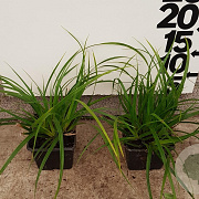 Carex morrowii GM P9
