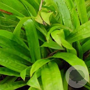 Carex plantaginea GM P9