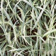 Carex 'Silver Sceptre' GM P9