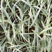 Carex 'Silver Sceptre' GM P9