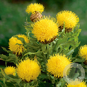 Centaurea macrocephala GM P9