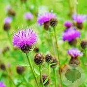 Centaurea nigra GM P9