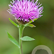 Centaurea nigra GM P9
