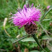 Centaurea scabiosa GM P9