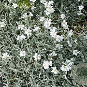 Cerastium tomentosum GM P9