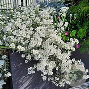 Cerastium tom. 'Silberteppich' GM P9