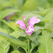 Chelone obliqua 'Samplant' GM P9