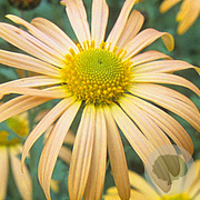 Chrysanthemum (R) 'Mary Stoker' GM P9
