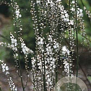 Cimicifuga japonica GM P9