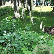 Cimicifuga racemosa 'Cordifolia' GM P9