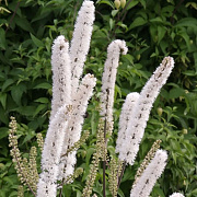 Cimicifuga simplex 'Armleuchter' GM P9