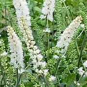Cimicifuga simplex 'White Pearl' GM P9
