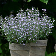 clinopodium calamintha blue cloud# GM P9