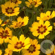 Coreopsis lanceolata 'Baby Gold' GM P9