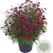 Coreopsis r. Twinkles Bells Purple GM P9