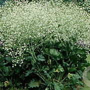 Crambe cordifolia GM P9