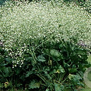 Crambe cordifolia GM P9
