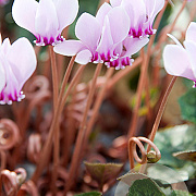 Cyclamen hederifolium GM P9