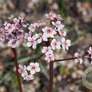 Darmera peltata GM P9