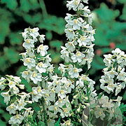 Delphinium (B) 'Casa Blanca' GM P9
