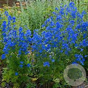 Delphinium elatum GM P9