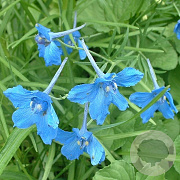 Delphinium gr. 'Blue Butterfly' GM P9