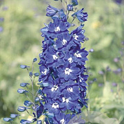 Delphinium (P) 'King Arthur' GM P9