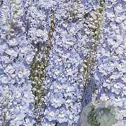 Delphinium (P) 'Summer Skies' GM P9