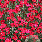 Dianthus delt. 'Flashing Light' GM P9