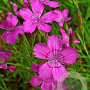 Dianthus delt. 'Rosea' GM P9