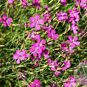 Dianthus delt. 'Splendens Erecta' GM P9