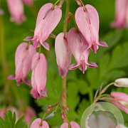 Dicentra formosa GM P9