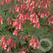 Dicentra formosa 'Luxuriant' GM P9