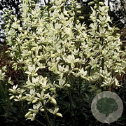 Dictamnus albus 'Albiflorus' GM P9