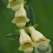 Digitalis lutea GM P9
