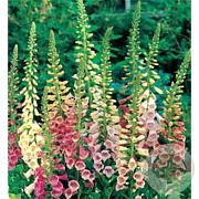Digitalis purpurea 'Excelsior' GM P9