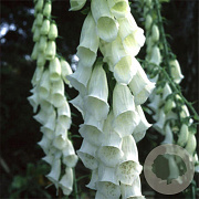 Digitalis purp. 'Alba' GM P9