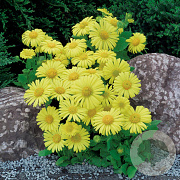 Doronicum or. 'Little Leo' GM P9