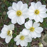Dryas octopetala GM P9