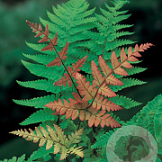 Dryopteris erythrosora GM P9