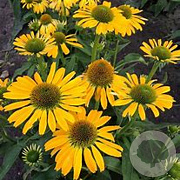 Echinacea 'Golden Skipper' GM P9