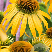 Echinacea 'Harvest Moon' GM P9