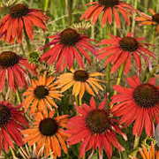 Echinacea 'Hot Summer' GM P9