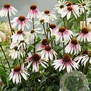 Echinacea p. 'Pretty Parasols' GM P9