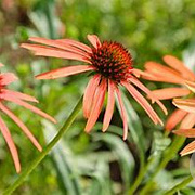 Echinacea purpurea 'Art's Pride' GM P9