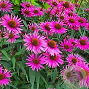 Echinacea purpurea 'Pica Bella' GM P9