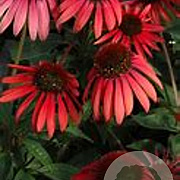 Echinacea purpurea 'Twilight' GM P9