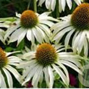Echinacea p. 'Baby Swan White' GM P9