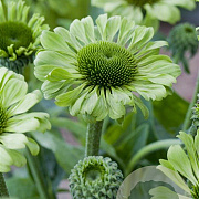 Echinacea p. 'Green Jewel' GM P9